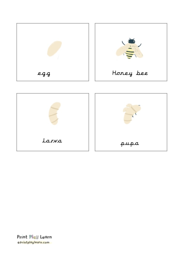honey bee life cycle egg pupa larva honey bee print play learn