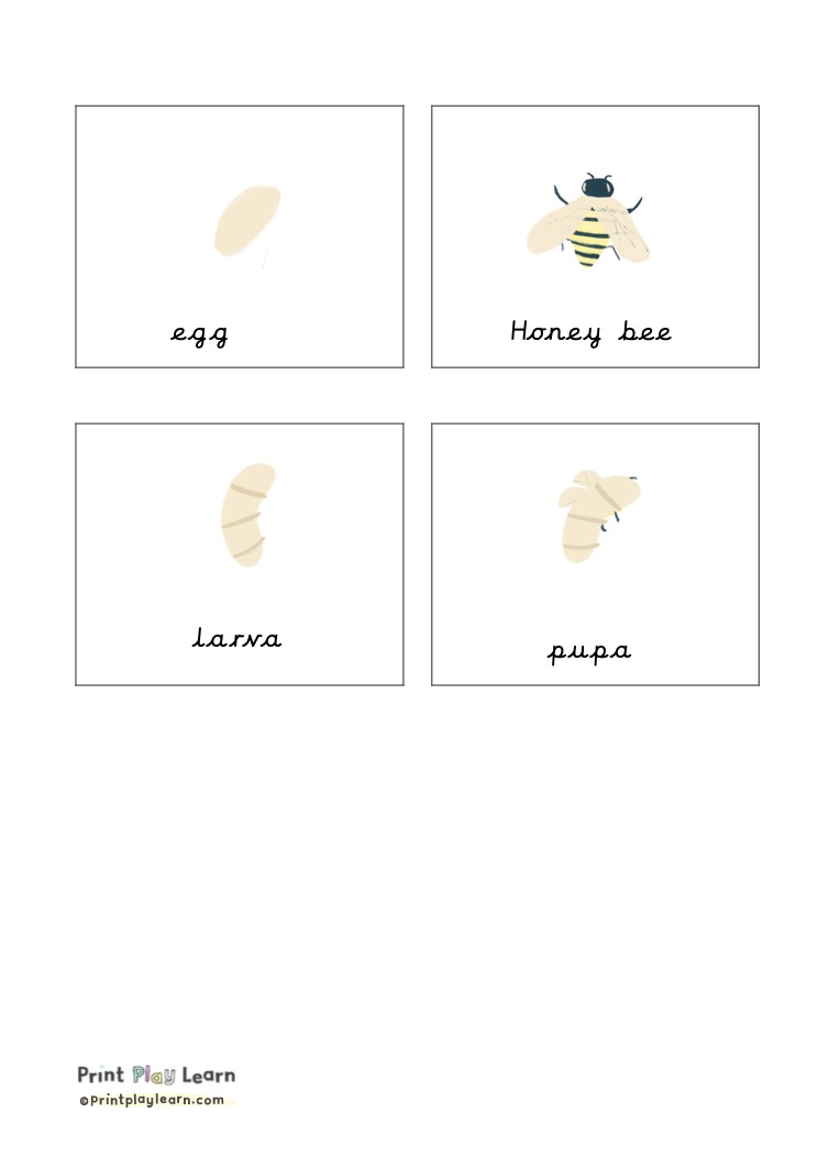 Honey bee Flashcards for children Printable Teaching Resources