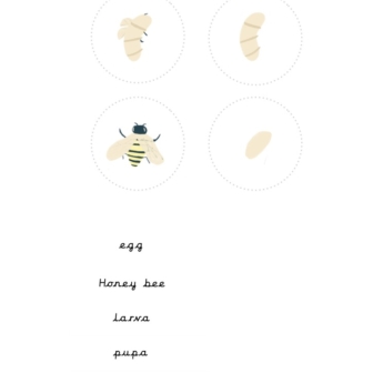 hand drawn images of bee pupa and more life cycle