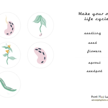 life cycle runner bean make your own