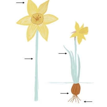 parts of a daffodil poster for children to label learning at home or school