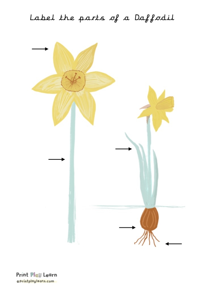 parts of a daffodil poster for children to label learning at home or school