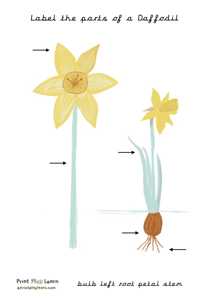 cursive font parts of a daffodil arrows pointing to the parts for children to label