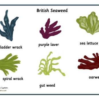 key words of seaweed montessori print play learn