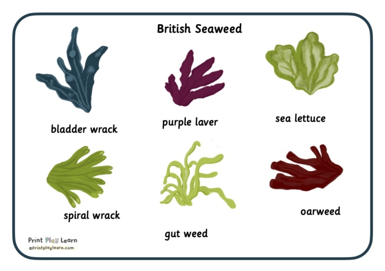 Word mat for children: Seaweed Printable Teaching Resources Print