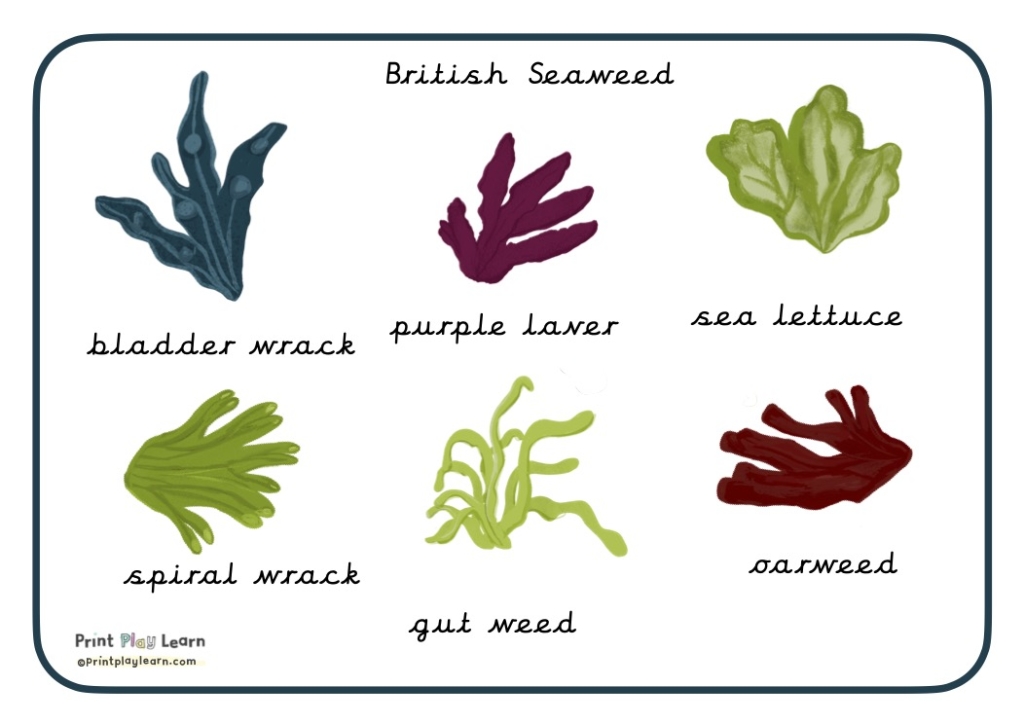 border seaweed drawn in green maroon printplaylearn