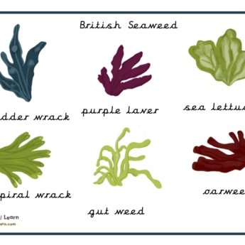 border seaweed drawn in green maroon printplaylearn