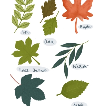 identification poster for kids to name british leaves