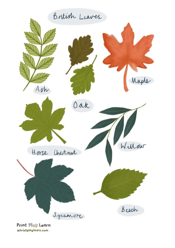 Leaf Identification Activity for Children - Learning Poster - Print ...