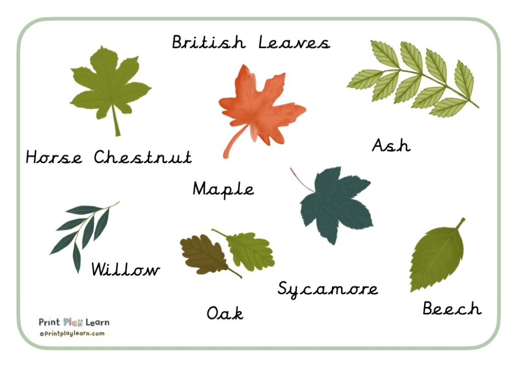 british leaves ash beech willow horse chestnut