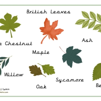 british leaves ash beech willow horse chestnut