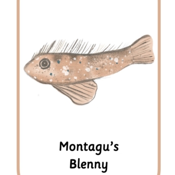 Montague blenny drawing cursive writing A4 poster