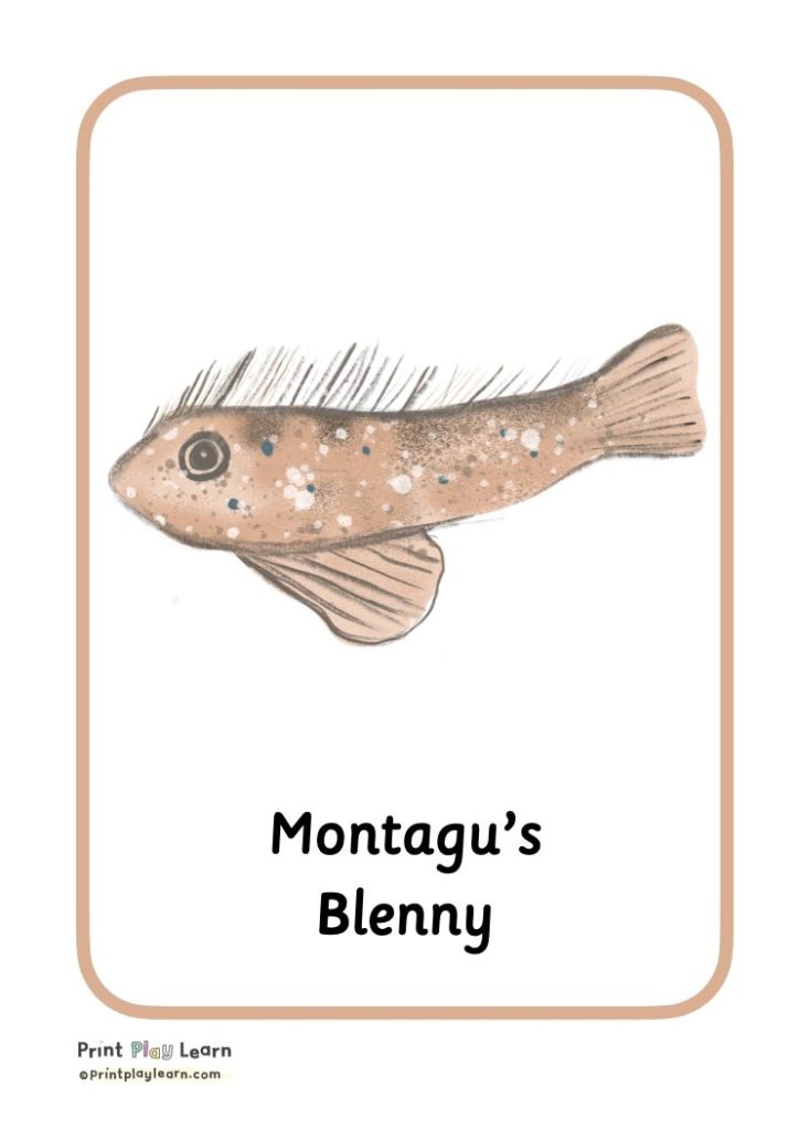 Montague blenny drawing cursive writing A4 poster