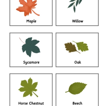 hand drawn leaves in a grid for flashcards for children, maple, willow, beech, oak, horse chestnut and sycamore.