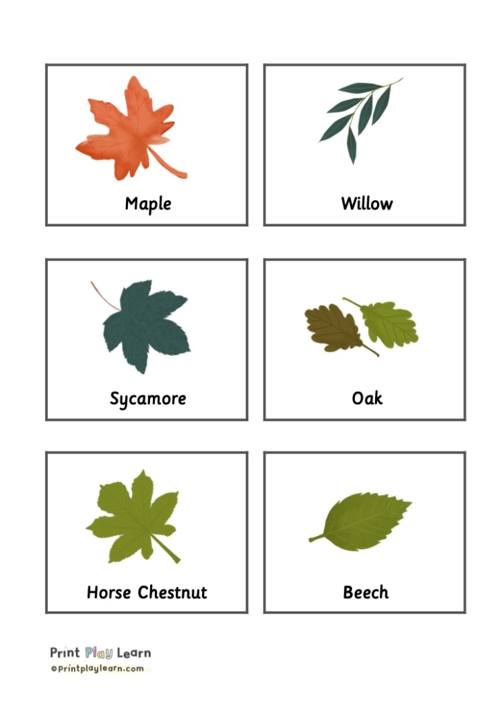 hand drawn leaves in a grid for flashcards for children, maple, willow, beech, oak, horse chestnut and sycamore.