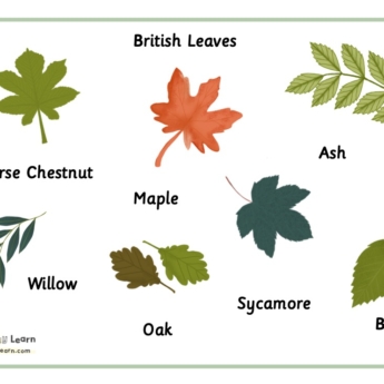 british leaves ash willow beech horse chestnut