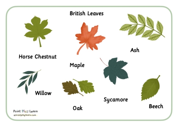 British Leaves: Word Mat for Children - Printable Teaching Resources ...