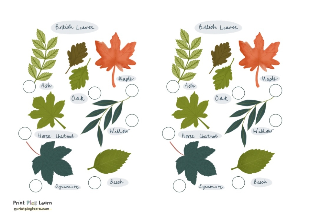 leaves Including a range of leaves from trees; Ash Oak Maple Horse Chestnut Willow Sycamore and Beech Print off this poster so children can take it outdoors to identiy trees in local woodland, parks or even gardens. Are you able to recognise, describe and name the leaves.