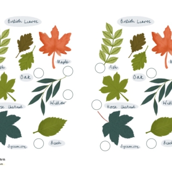 leaves Including a range of leaves from trees; Ash Oak Maple Horse Chestnut Willow Sycamore and Beech Print off this poster so children can take it outdoors to identiy trees in local woodland, parks or even gardens. Are you able to recognise, describe and name the leaves.