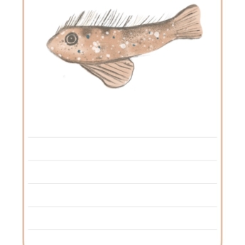 Montague Blenny fish with writing lines for children to describe rock pool