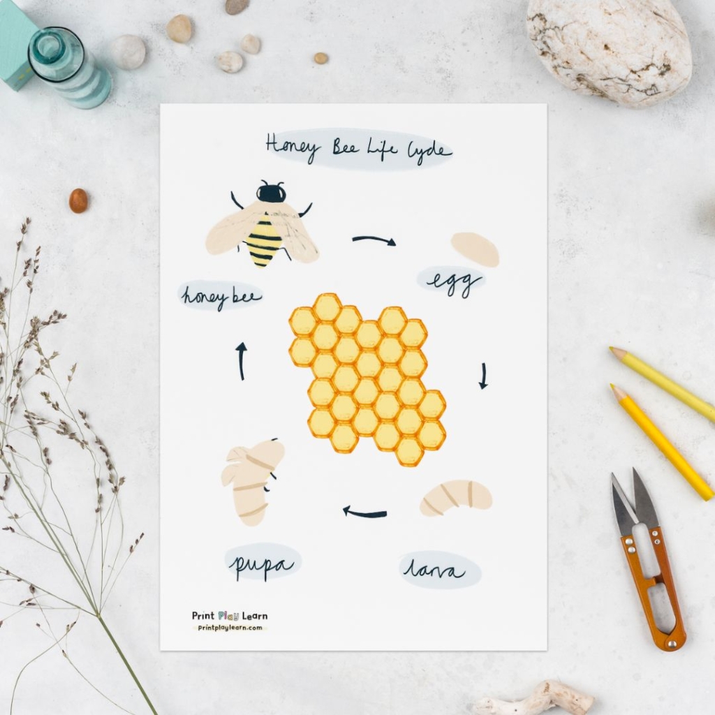 honey bee life cycle poster print play learn for children