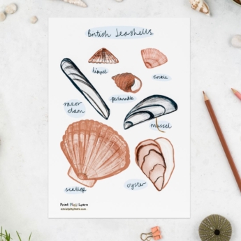 seashell poster beach identification for children