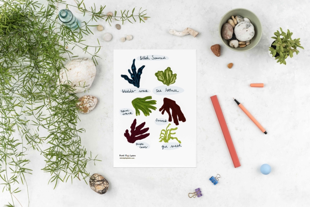seaweed poster for children print play learn