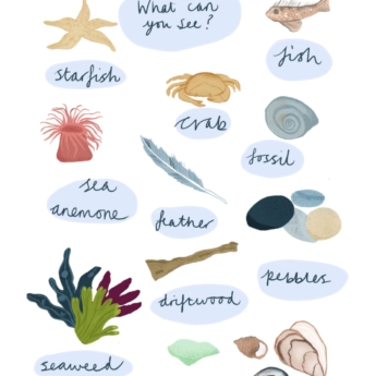 beachcombing print play learn fossil pebbles shells starfish