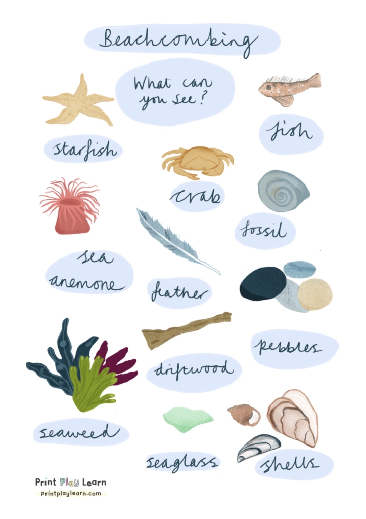 beachcombing print play learn fossil pebbles shells starfish