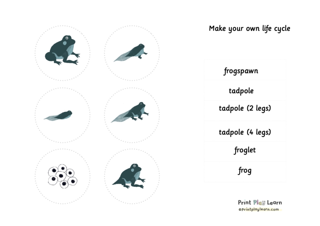 drawings of frog life cycle and labels with Montessori font
