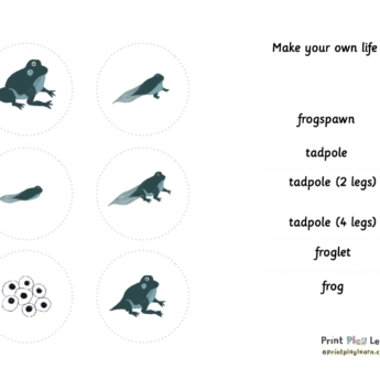 drawings of frog life cycle and labels with Montessori font