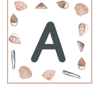 letter A surrounded by shells